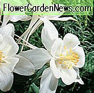 Aquilegia Singvogel 'Dove' (Akelei)